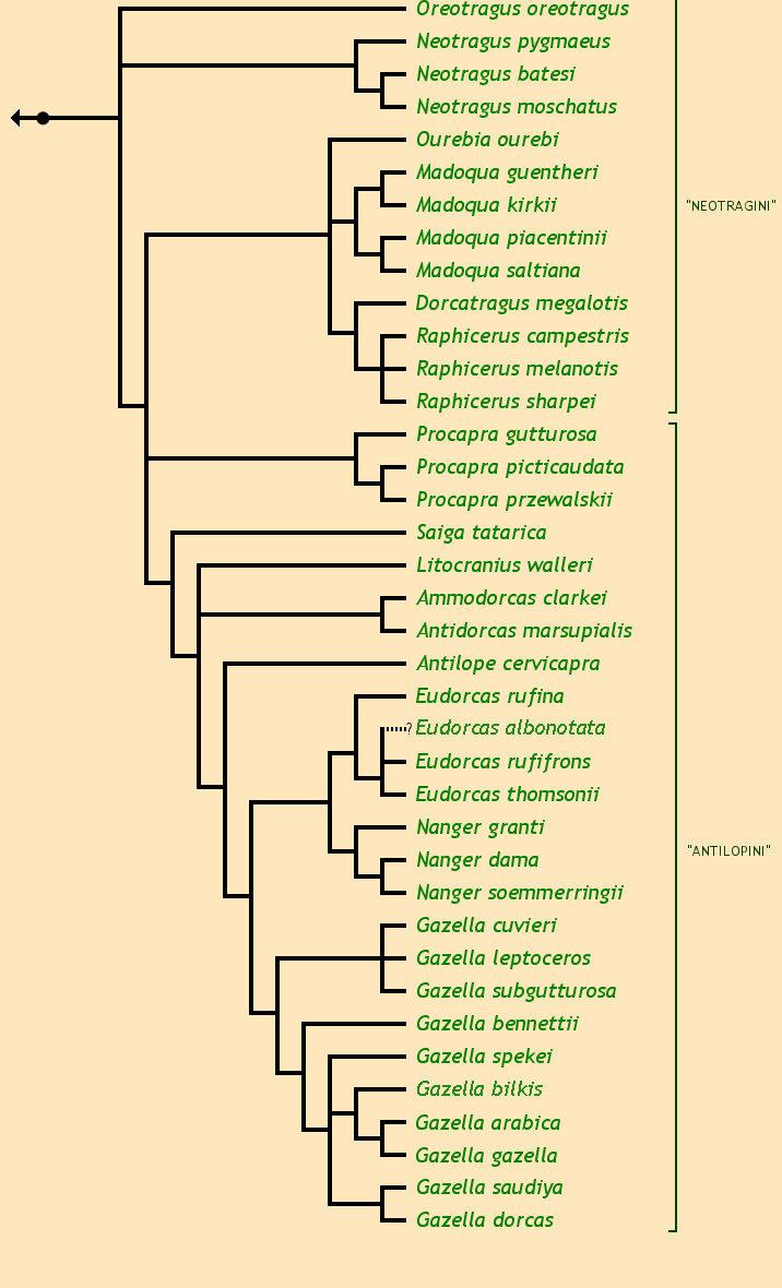 The Antilopinae Family Tree: Ammodorcas clarkei Dibatag, Clarke's gazelle Antidorcas marsupialis Springbok Antilope cervicapra Blackbuck Dorcatragus megalotis Beira Eudorcas rufifrons Red-fronted gazelle Eudorcas rufina Red gazelle Eudorcas thomsonii Thomson's gazelle Gazella arabica Arabian gazelle Gazella bennettii Indian gazelle Gazella cuvieri Cuvier's gazelle, edmi gazelle Gazella dorcas Dorcas gazelle Gazella erlangeri Erlanger's gazelle Gazella gazella True gazelle, mountain gazelle Gazella leptoceros Slender-horned gazelle, rhim Gazella saudiya Saudi gazelle Gazella spekei Speke's gazelle Gazella subgutturosa Goitered gazelle Litocranius walleri Gerenuk Madoqua guentheri Guenther's dik-dik Madoqua kirkii Kirk's dik-dik Madoqua piacentinii Silver dik-dik Madoqua saltiana Salt's dik-dik Nanger dama Dama gazelle Nanger granti Grant's gazelle Nanger soemmerringii Soemmerring's gazelle Neotragus batesi Bates' pygmy antelope Neotragus moschatus Suni Neotragus pygmaeus Royal antelope Oreotragus oreotragus Klipspringer Ourebia ourebi Oribi Procapra gutturosa Mongolian gazelle, zeren Procapra picticaudata Tibetan gazelle, goa Procapra przewalskii Przewalski's gazelle Raphicerus campestris Steenbok Raphicerus melanotis Southern grysbok Raphicerus sharpei Northern grysbok Saiga borealis Saiga tatarica Saiga