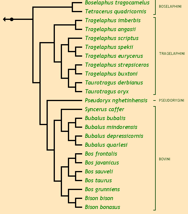 The Bovinae Family Tree: Bison bison American bison Bison bonasus European bison, wisent Bos frontalis Gaur Bos grunniens Yak Bos javanicus Banteng Bos sauveli Kouprey Bos taurus Domestic ox Boselaphus tragocamelus Nilgai Bubalus bubalis Asian water buffalo Bubalus depressicornis Lowland anoa Bubalus mindorensis Tamaraw Bubalus quarlesi Mountain anoa Pseudoryx nghetinhensis Saola, Vu Quang ox Syncerus caffer African buffalo Taurotragus derbianus Giant eland, Derby eland Taurotragus oryx Common eland Tetracerus quadricornis Four-horned antelope, chousingha Tragelaphus angasii Nyala Tragelaphus buxtoni Mountain nyala Tragelaphus eurycerus Bongo Tragelaphus imberbis Lesser kudu Tragelaphus scriptus Bushbuck Tragelaphus spekii Sitatunga Tragelaphus strepsiceros Greater kudu