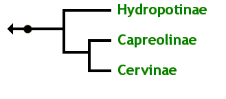 The Cervidae Family Tree: Capreolinae Cervinae Hydropotinae