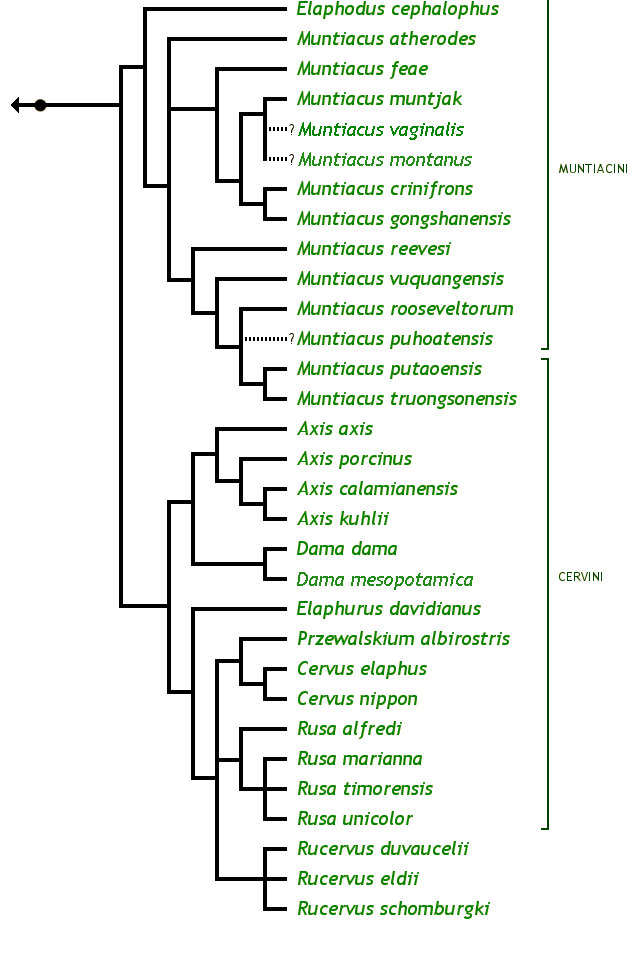 The Cervinae Family Tree: Axis axis Axis deer, Chital Axis calamianensis Calamian deer Axis kuhlii Bawean deer, Kuhl's deer Axis porcinus Hog deer Cervus elaphus Red deer, Wapiti, American elk Cervus nippon Sika, Japanese deer Dama dama Fallow deer Elaphodus cephalophus Tufted deer Elaphurus davidianus Pere David's deer, milu Muntiacus atherodes Bornean yellow muntjac Muntiacus crinifrons Black muntjac Muntiacus feae Fea's muntjac Muntiacus gongshanensis Gongshan muntjac Muntiacus muntjak Red muntjac Muntiacus puhoatensis Pu Hoat muntjac Muntiacus putaoensis Leaf deer Muntiacus reevesi Reeves's muntjac Muntiacus rooseveltorum Roosevelt's muntjac Muntiacus truongsonensis Annamite muntjac Muntiacus vuquangensis Giant muntjac Przewalskium albirostris Thorold's deer, white-lipped deer Rucervus duvaucelii Barasingha, swamp deer Rucervus eldii Eld's deer, Thamin Rucervus schomburgki Schomburgk's deer Rusa alfredi Philippine spotted deer Rusa marianna Philippine sambar Rusa timorensis Rusa, Sunda sambar Rusa unicolor Sambar
