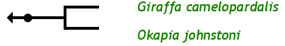 The Giraffe Family Tree: Giraffa camelopardalis Giraffe Okapia johnstoni Okapi